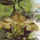 Butterfly Marumba quercus