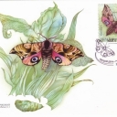 Butterfly Smerinthus ocellatus