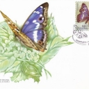 Butterfly Apatura ilia