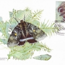 Butterfly Catocala fraxini