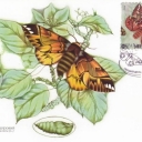 Butterfly Endromis versicolora