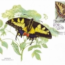 Butterfly Papilio machaon