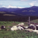 Sheep on Radul polonyna