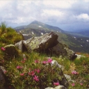 Chornohora. View of Hoverla from Shpyci mount