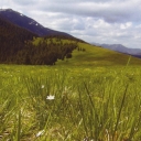 Polonyna near Khomyak mount. View of Syniak mount