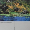 Elephants in Kazinga Channel