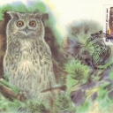 Great Owl - Bubo bubo