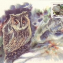 Owl - Asio otus
