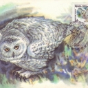 Snow Owl - Nyctea scandiaca