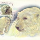 Polar Bear - Thalarctos maritimus