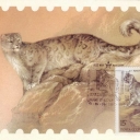 Snow Leopard