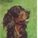 Scottish setter