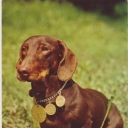 Smooth-haired dachshund