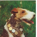 Wire-haired fox terrier