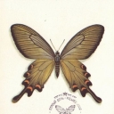Butterfly Atrophaneura alcinous