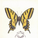 Butterfly Papilio alexanor