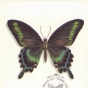Butterfly Papilio maackii