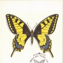 Butterfly Papilio machaon