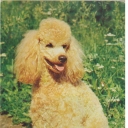 Poodle