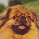Pekingese