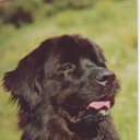 Newfoundland