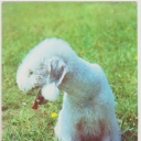 Bedlington Terrier