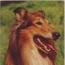 Collie