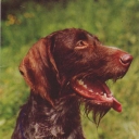German Wirehaired setter