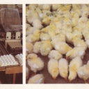 Ezhvin birds-factory