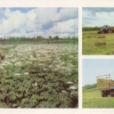 Fields of Komi ASSR