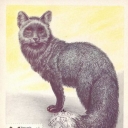 Black-silver Fox
