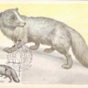 Polar Fox