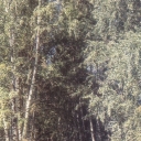 Mozhga. Alley in the recreation park