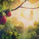 Bountiful Harvest