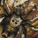 Giant Spider