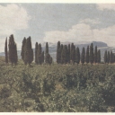 Alushta. Cypress lane in the outskirts of the town