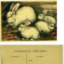 Rabbits