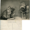 Cats