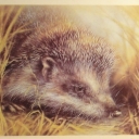 Hedgehog