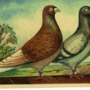 Pigeons