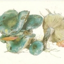 Stropharia blue-green