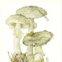 Amanita pogankovidny