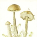 Berezovik bolotny (Leccinum holopus)