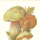 Dubovik ordinary (Boletus luridus)