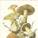Mokhovik yellow-brown (Boletus variegatus)