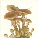 Openok osenniy (Armillariella mellea)