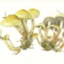 Lozhnoopenok serno-zhelty (Hypholoma fasciculare)