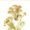 Lozhnoopenok kirpichno krasny (Hypholoma sublateritium)
