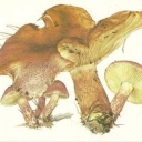 Ryadovka zhelto-krasnaya (Tricholomopsis rutilans)