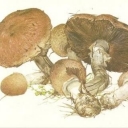 Forest mushroom